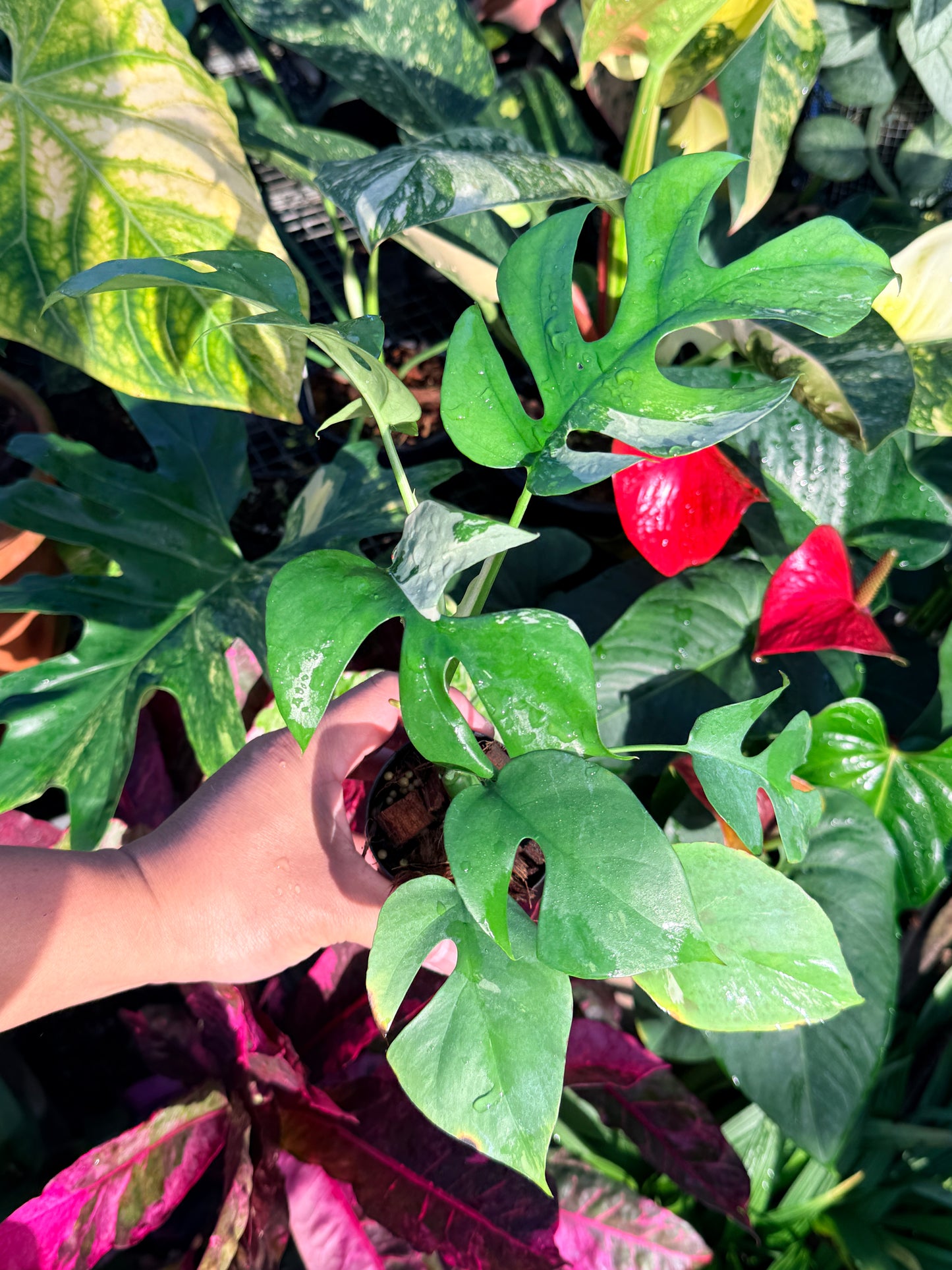 Rhaphidophora 'Tetrasperma Variegata' N52