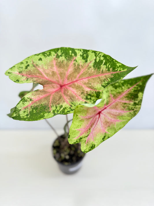 Caladium Hybrid D38