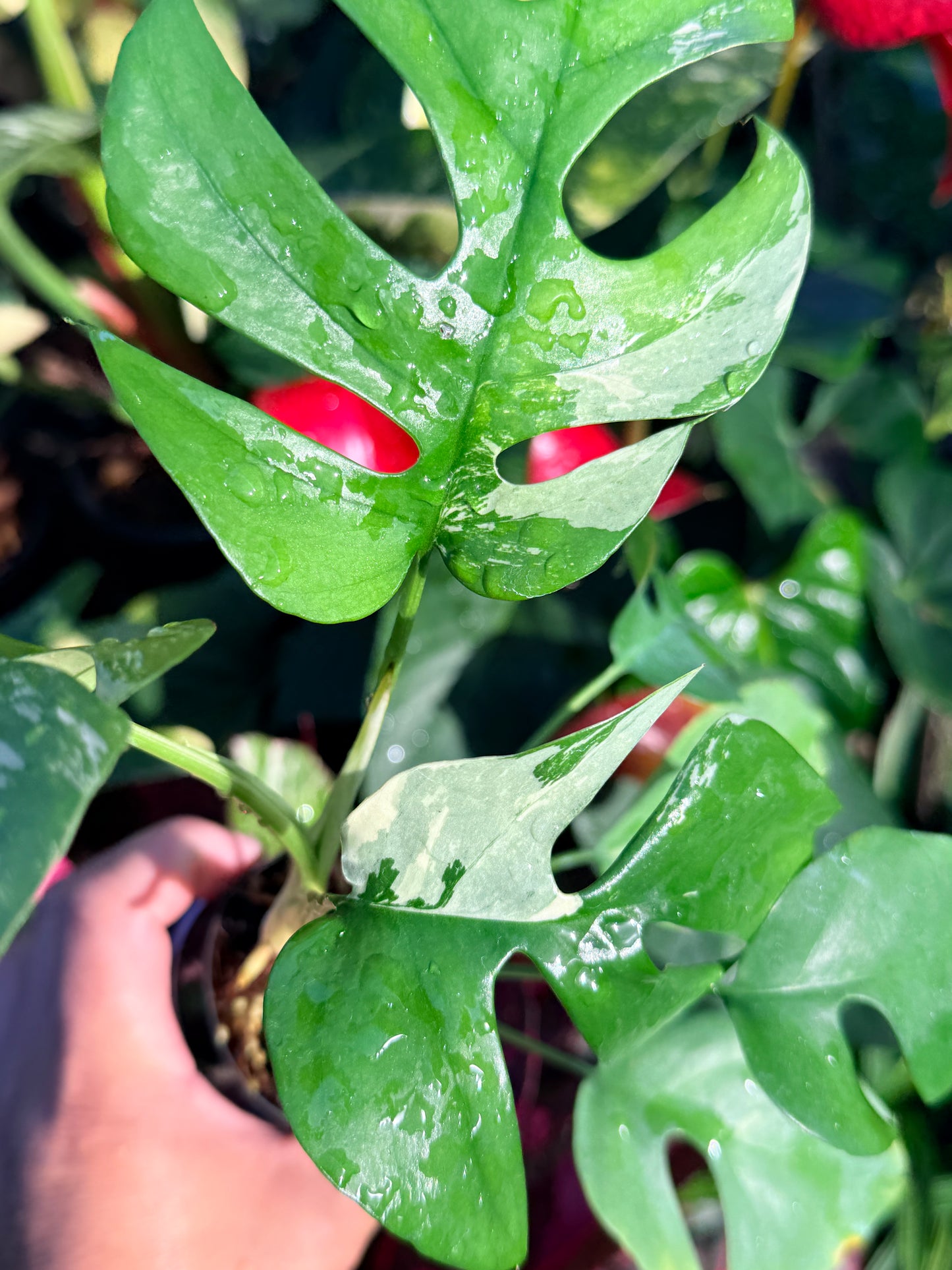 Rhaphidophora 'Tetrasperma Variegata' N52