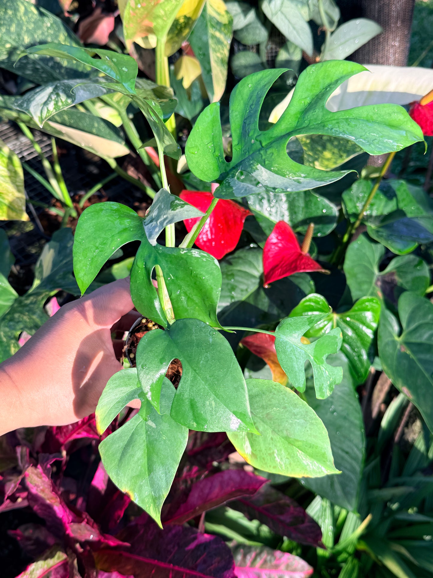 Rhaphidophora 'Tetrasperma Variegata' N52