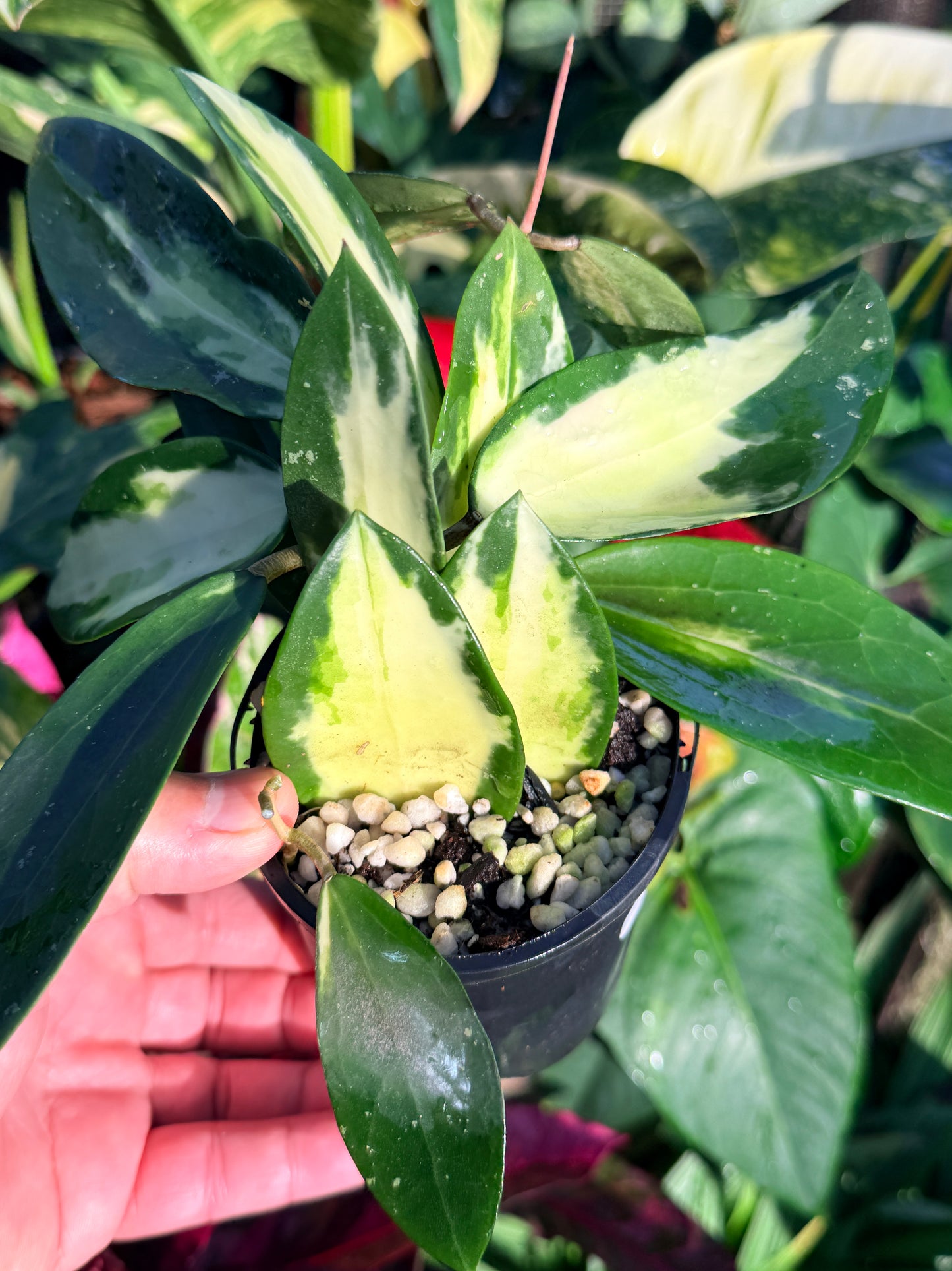 Hoya verticillata variegata N53
