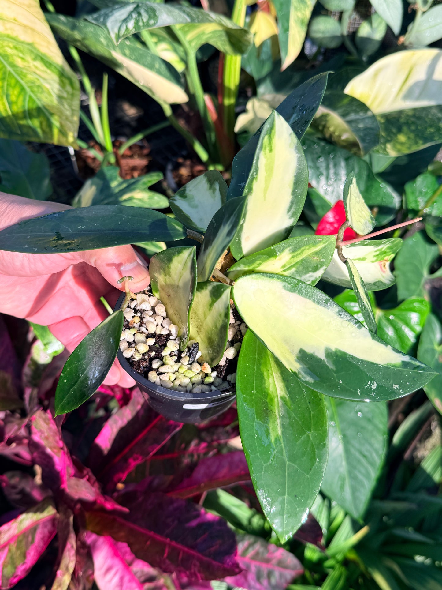 Hoya verticillata variegata N53