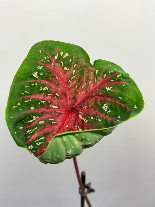 Caladium Raspberry Lotus 029