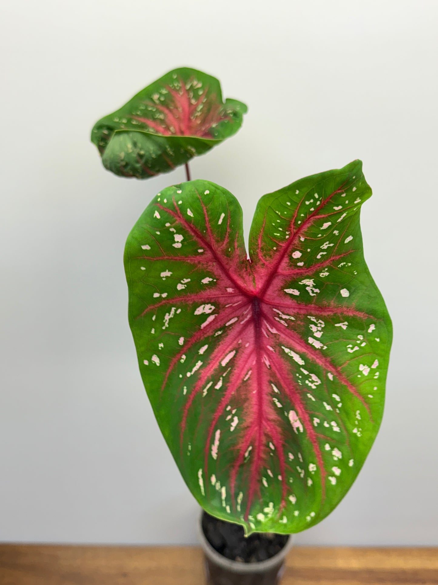 Caladium Raspberry Lotus 029