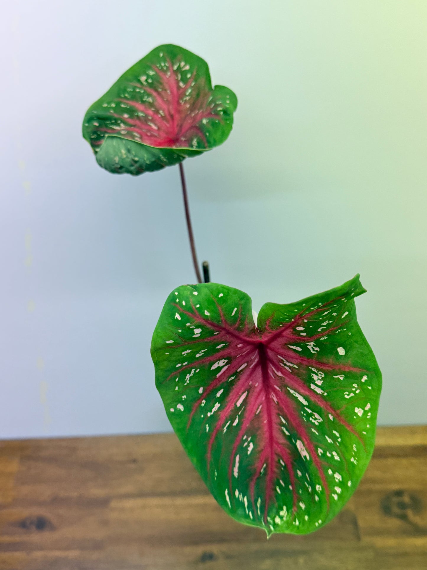 Caladium Raspberry Lotus 029