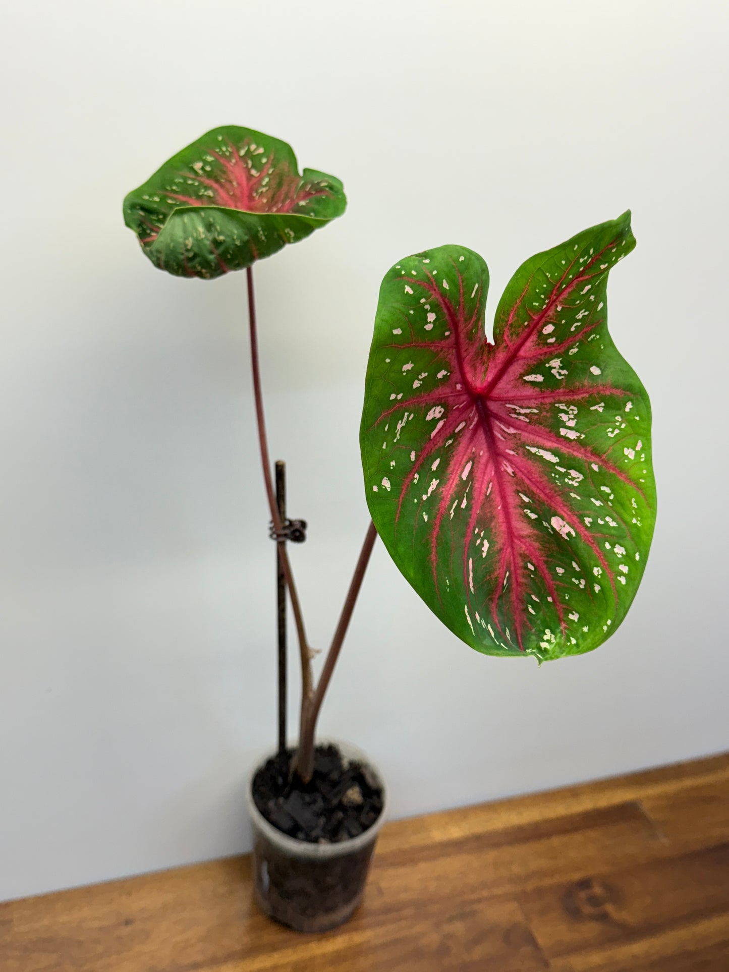 Caladium Raspberry Lotus 029