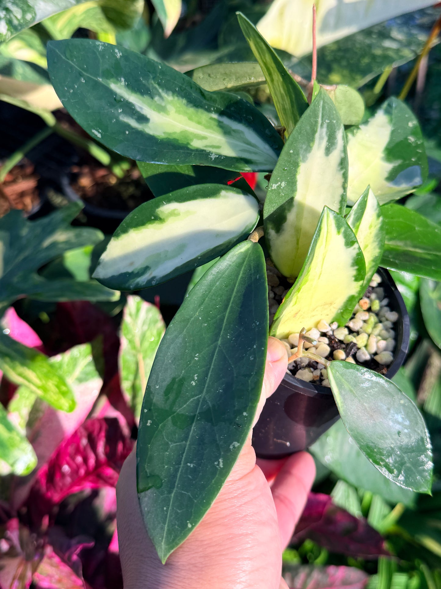 Hoya verticillata variegata N53