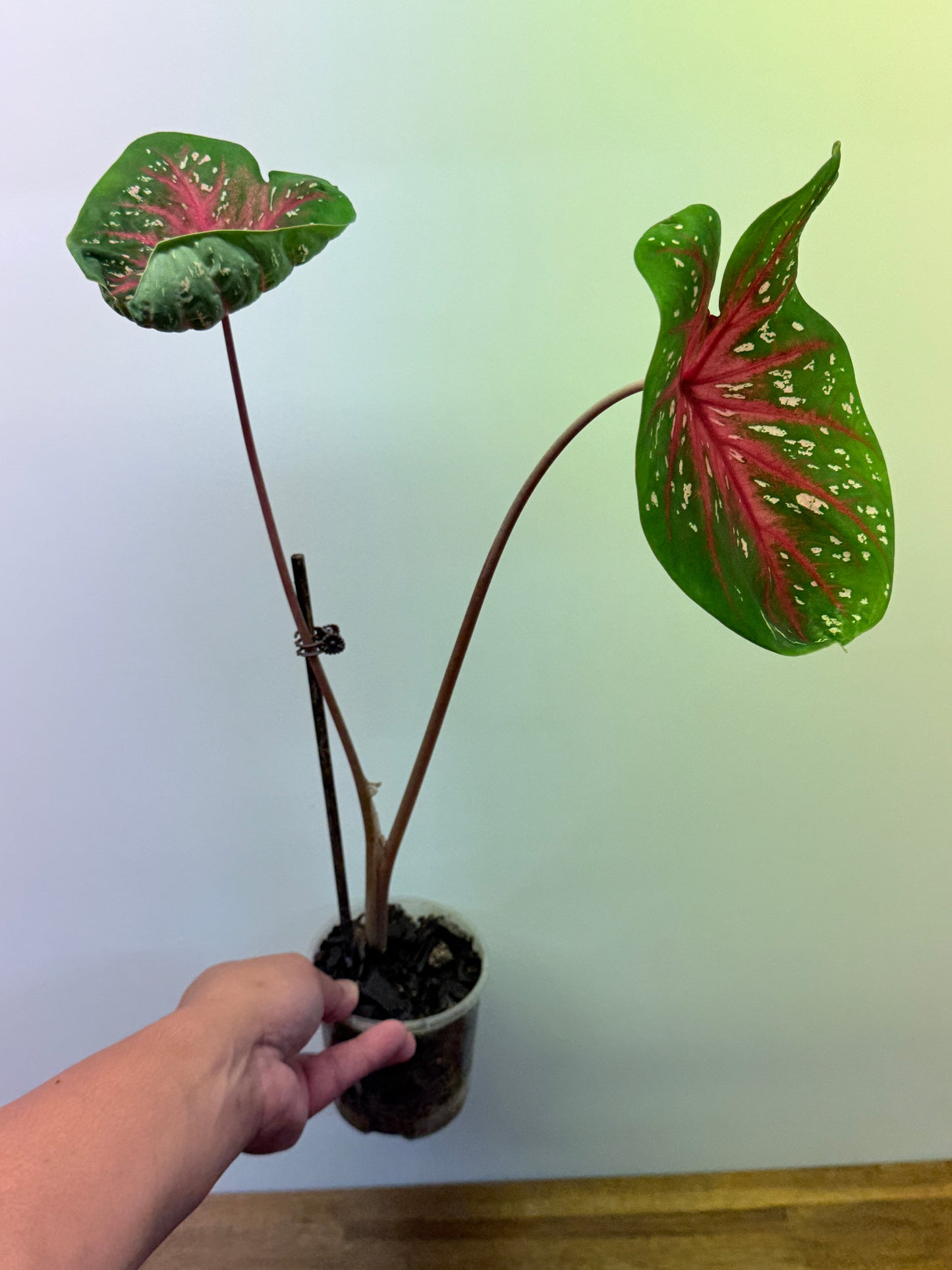 Caladium Raspberry Lotus 029