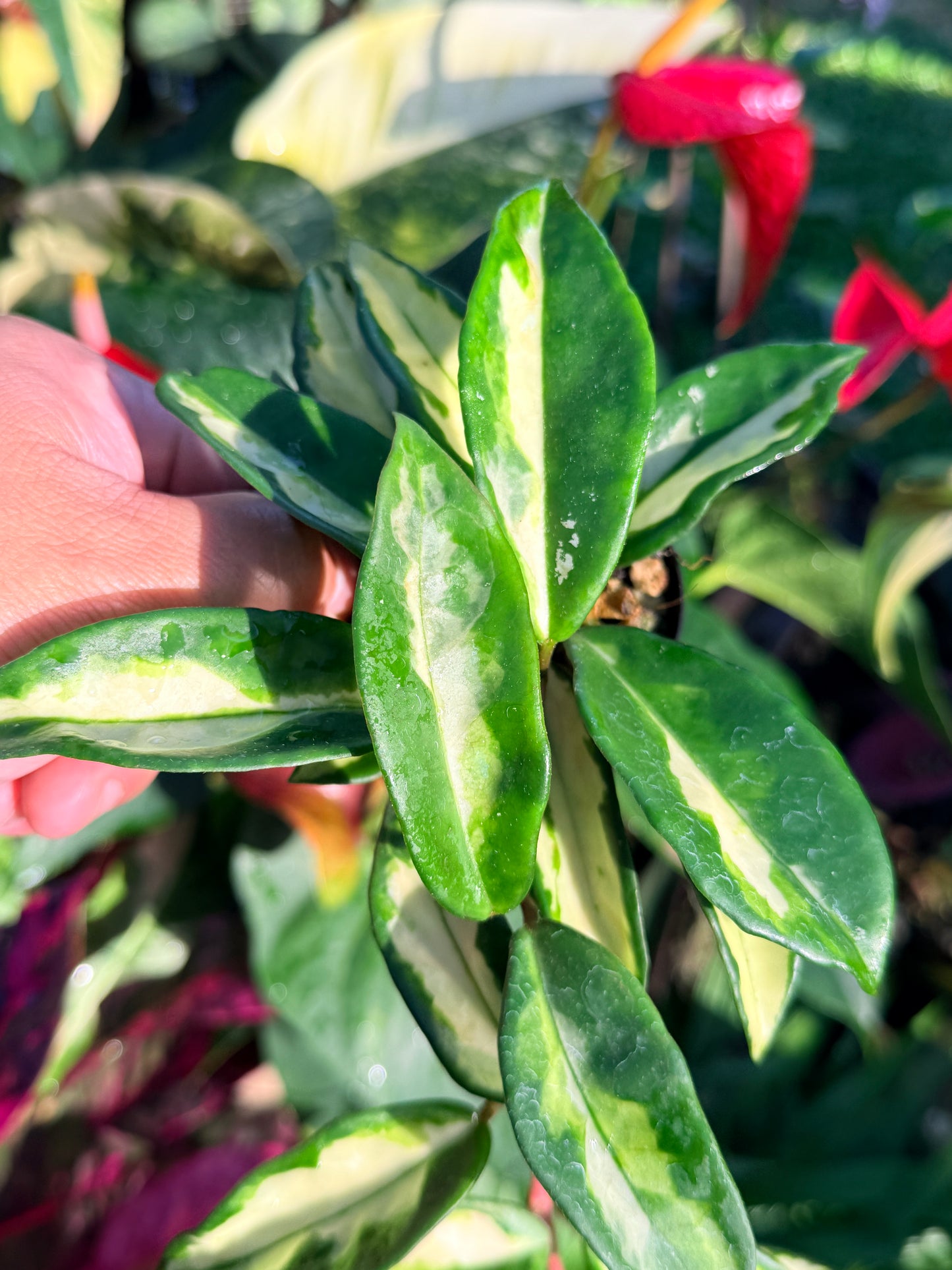 Hoya 'Crimson Princess' N44