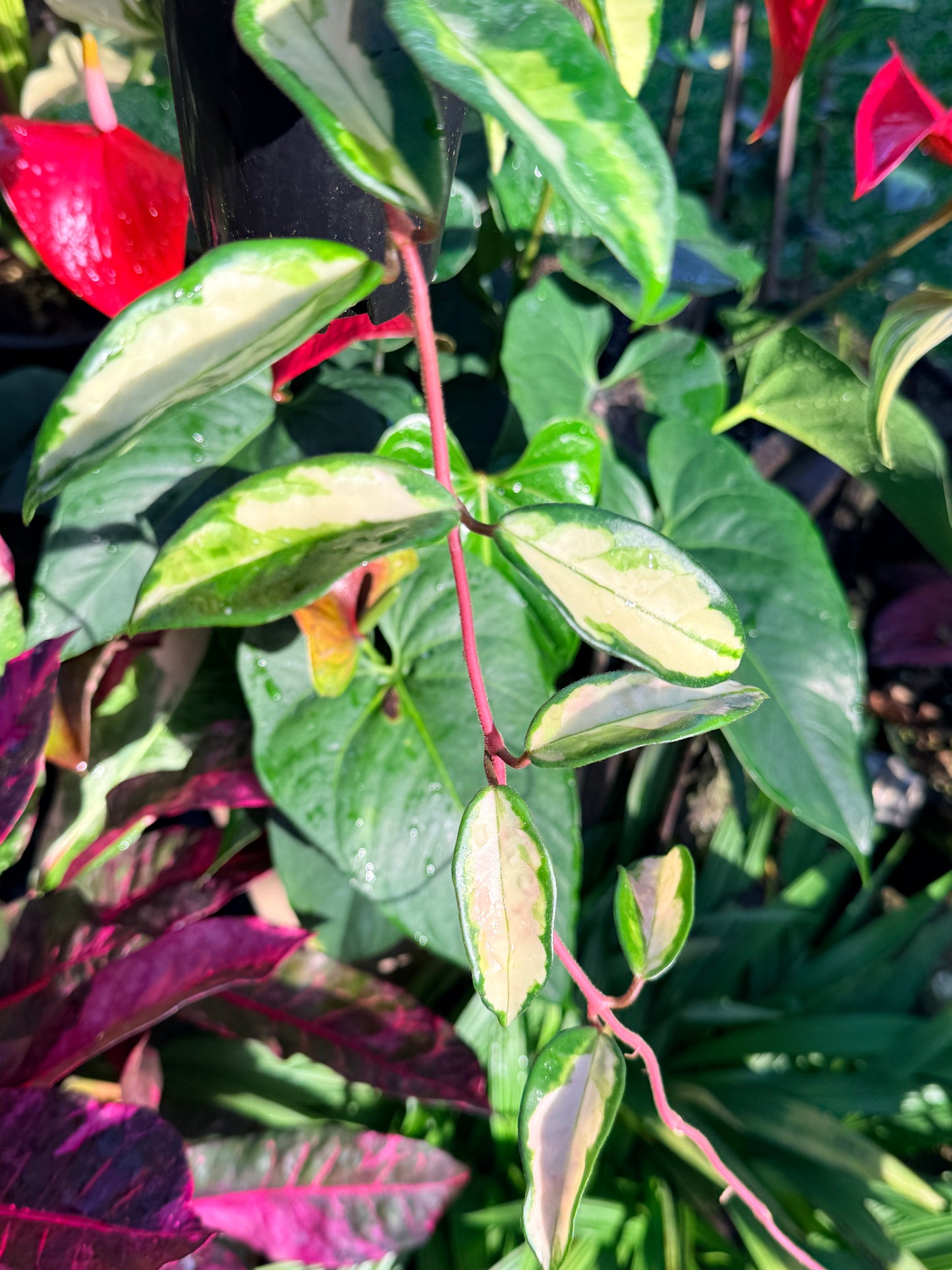 Hoya 'Crimson Princess' N44