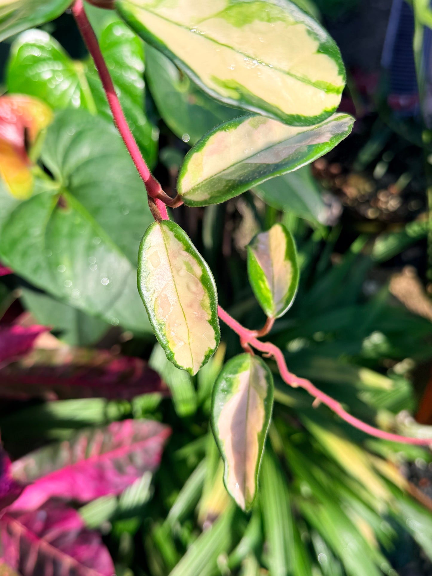 Hoya 'Crimson Princess' N44