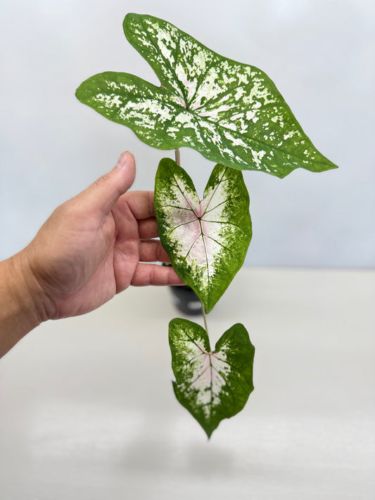 Caladium Hybrid G42