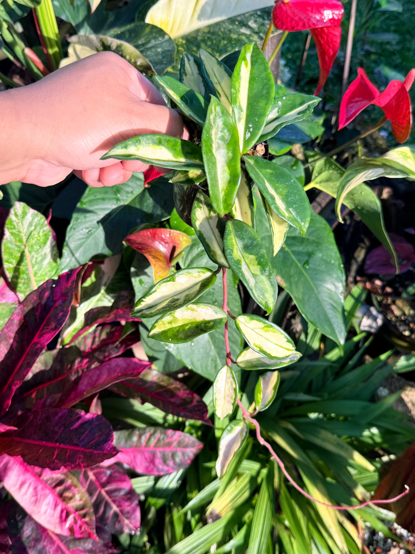 Hoya 'Crimson Princess' N44