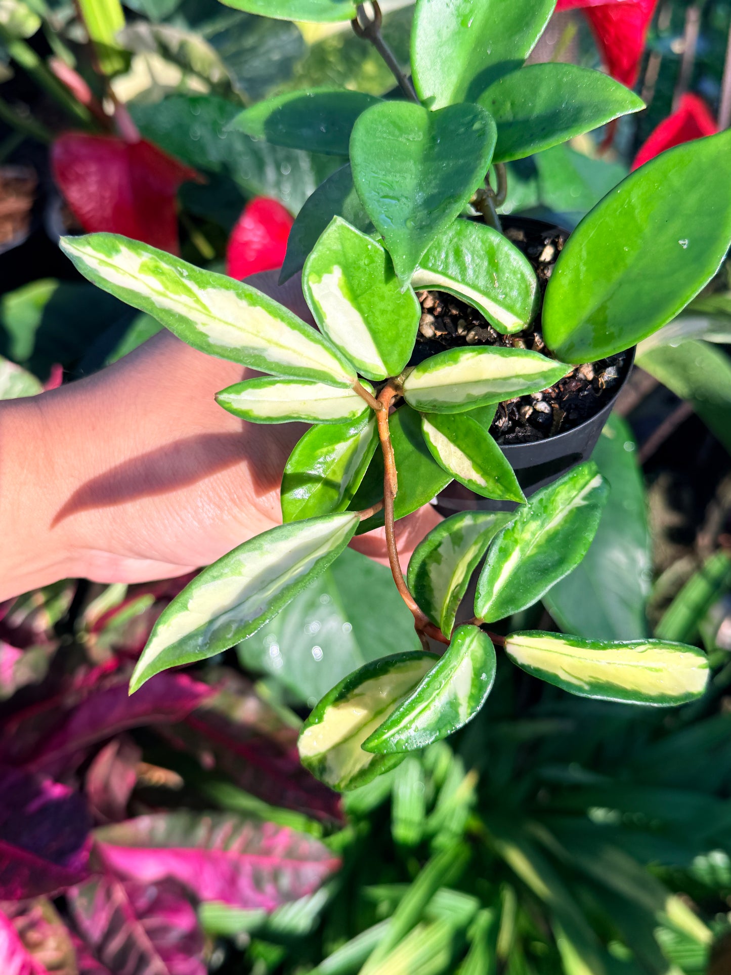 Hoya 'Crimson Princess' N45
