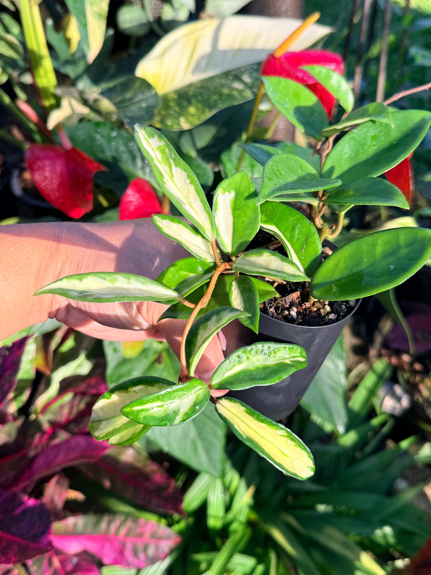 Hoya 'Crimson Princess' N45