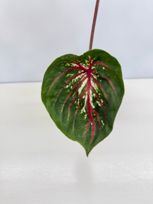 Caladium Lotus - Rarely Offered D41