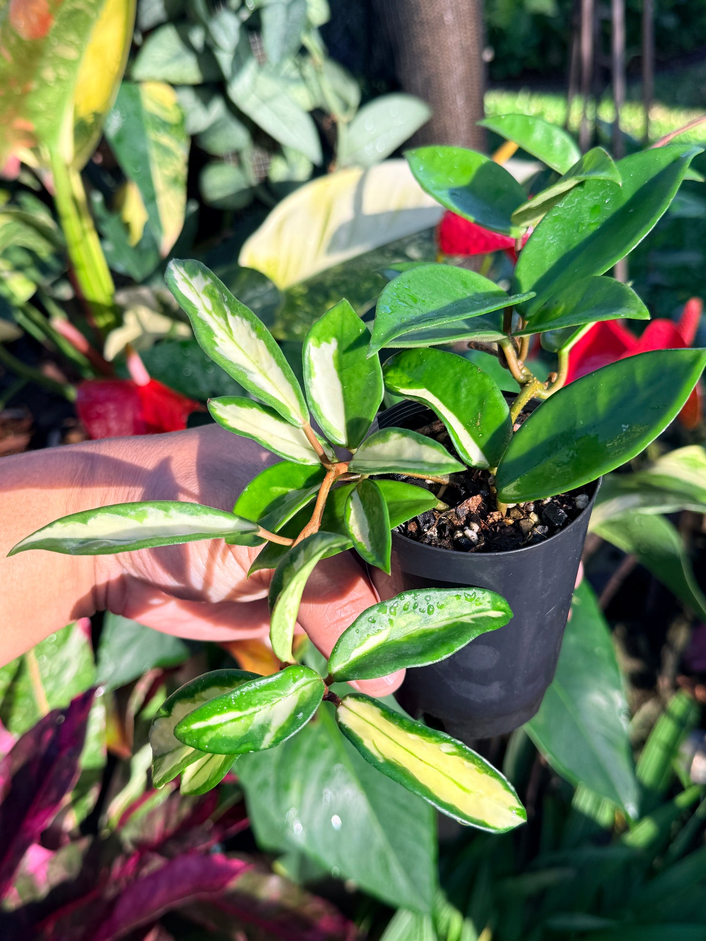 Hoya 'Crimson Princess' N45
