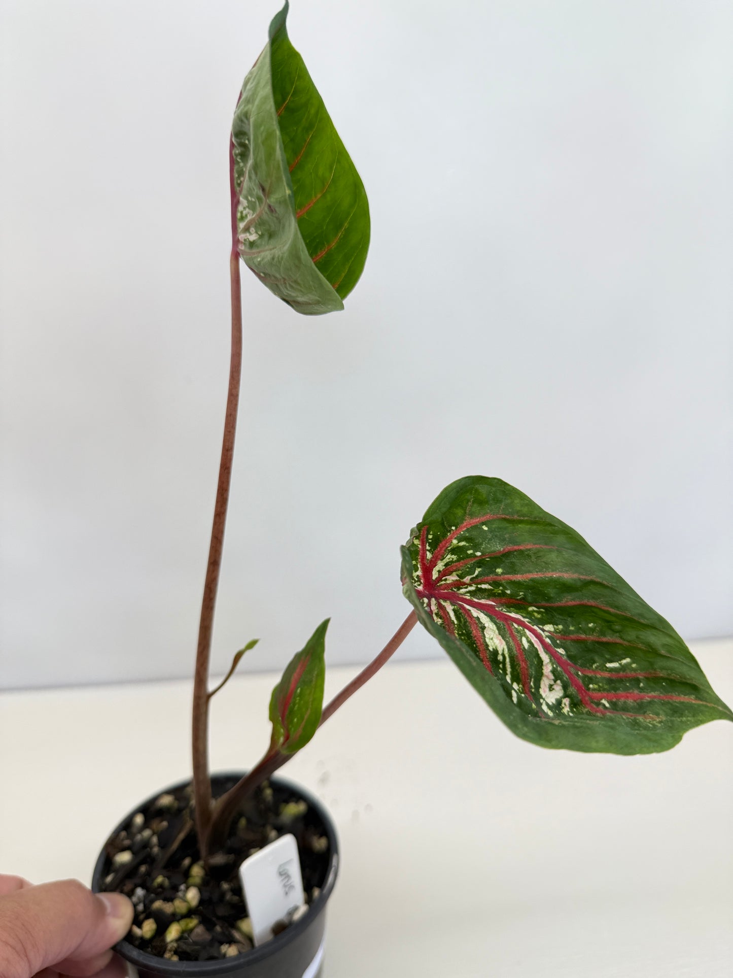 Caladium Lotus - Rarely Offered D41
