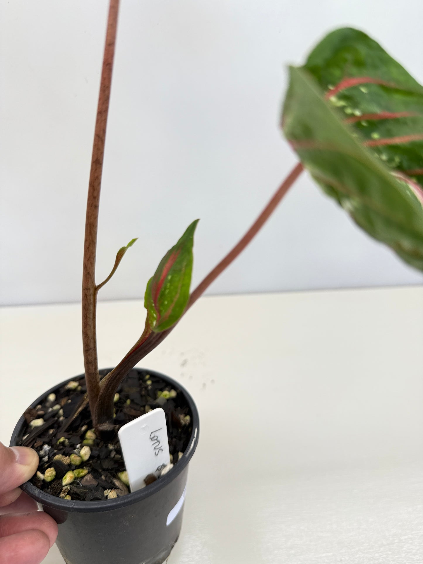 Caladium Lotus - Rarely Offered D41