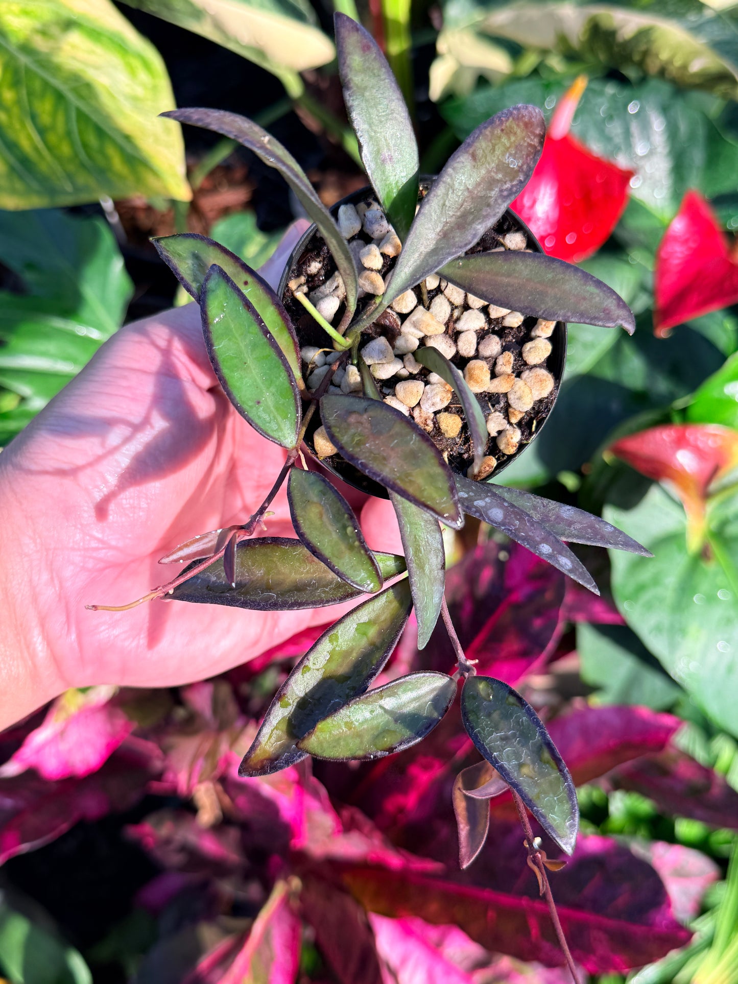 Hoya 'Rosita' N49