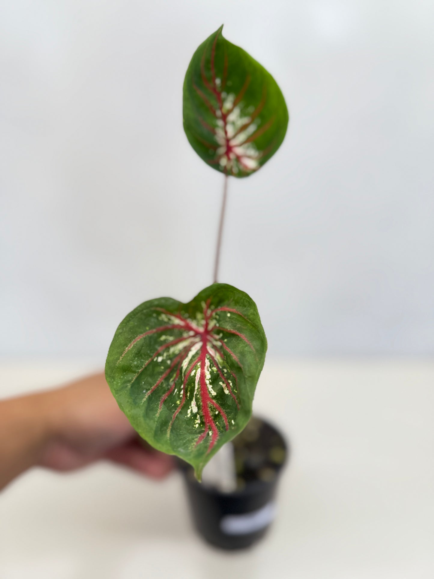 Caladium Lotus - Rarely Offered D41