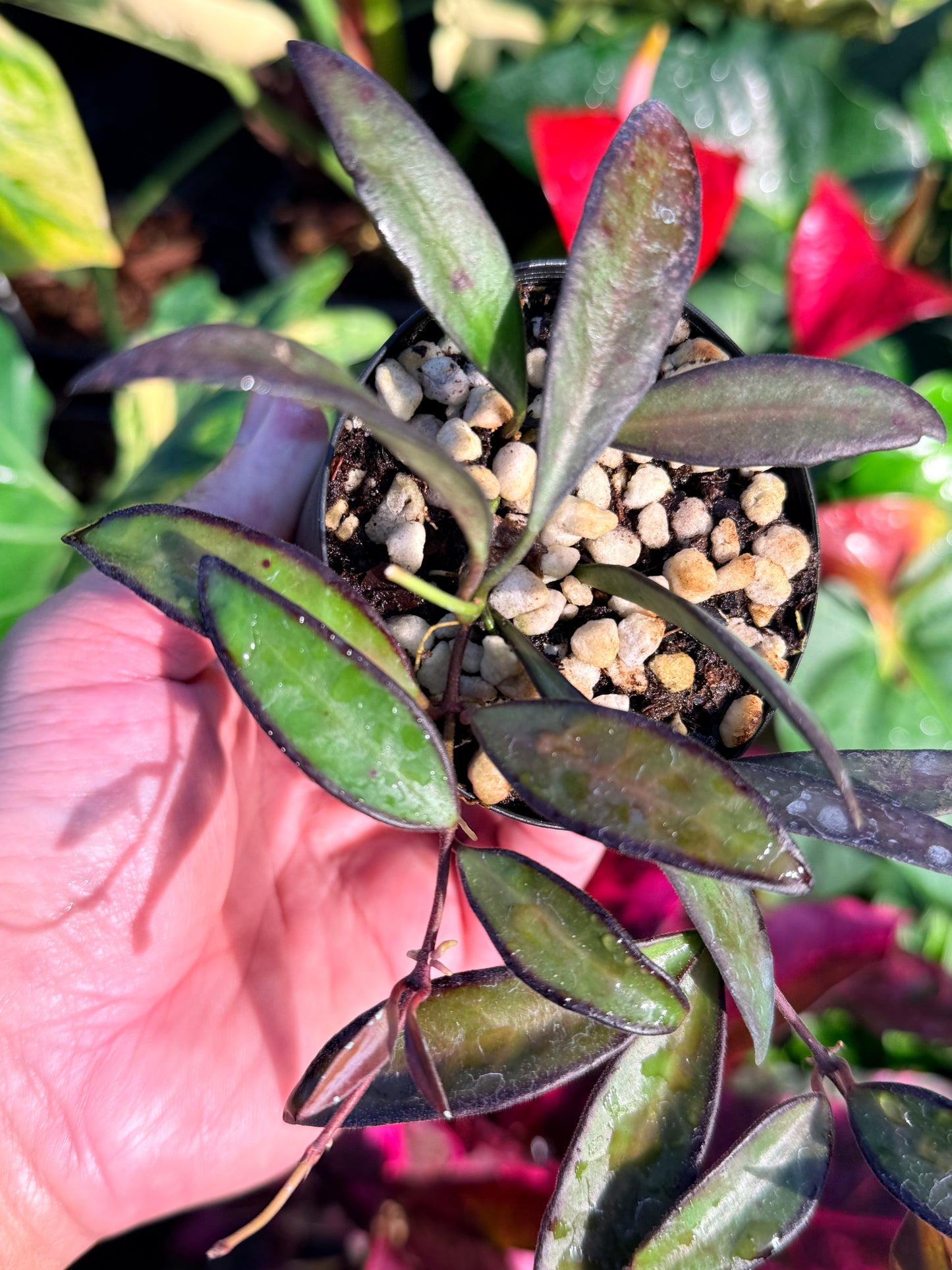 Hoya 'Rosita' N49
