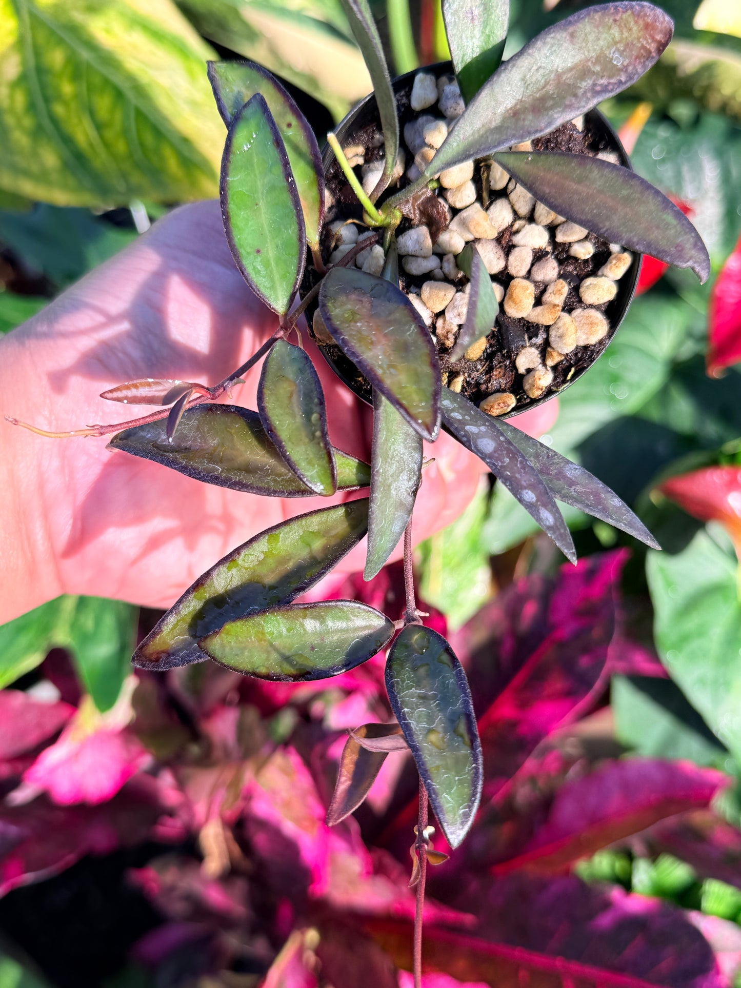 Hoya 'Rosita' N49