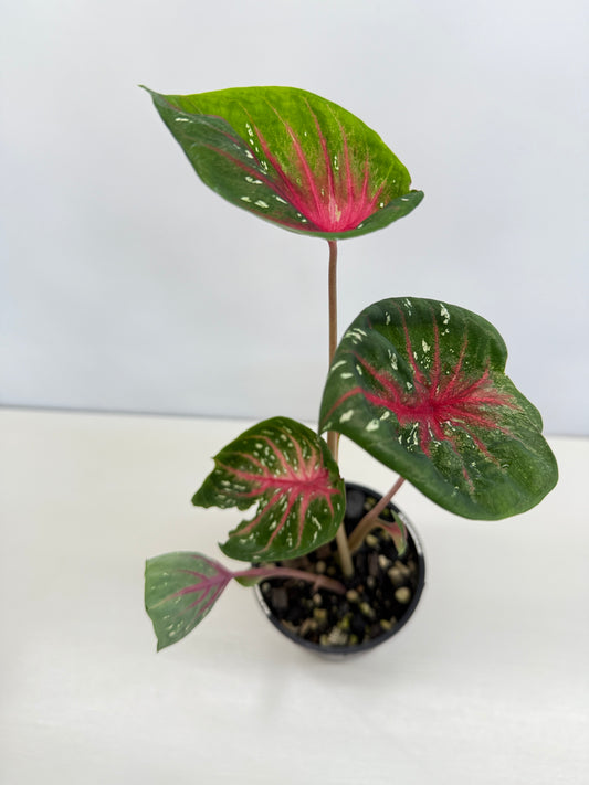 Caladium Lotus - Rarely Offered D40