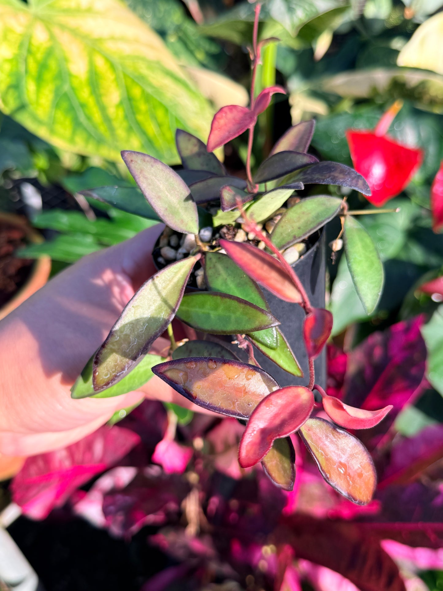 Hoya 'Rosita' N48