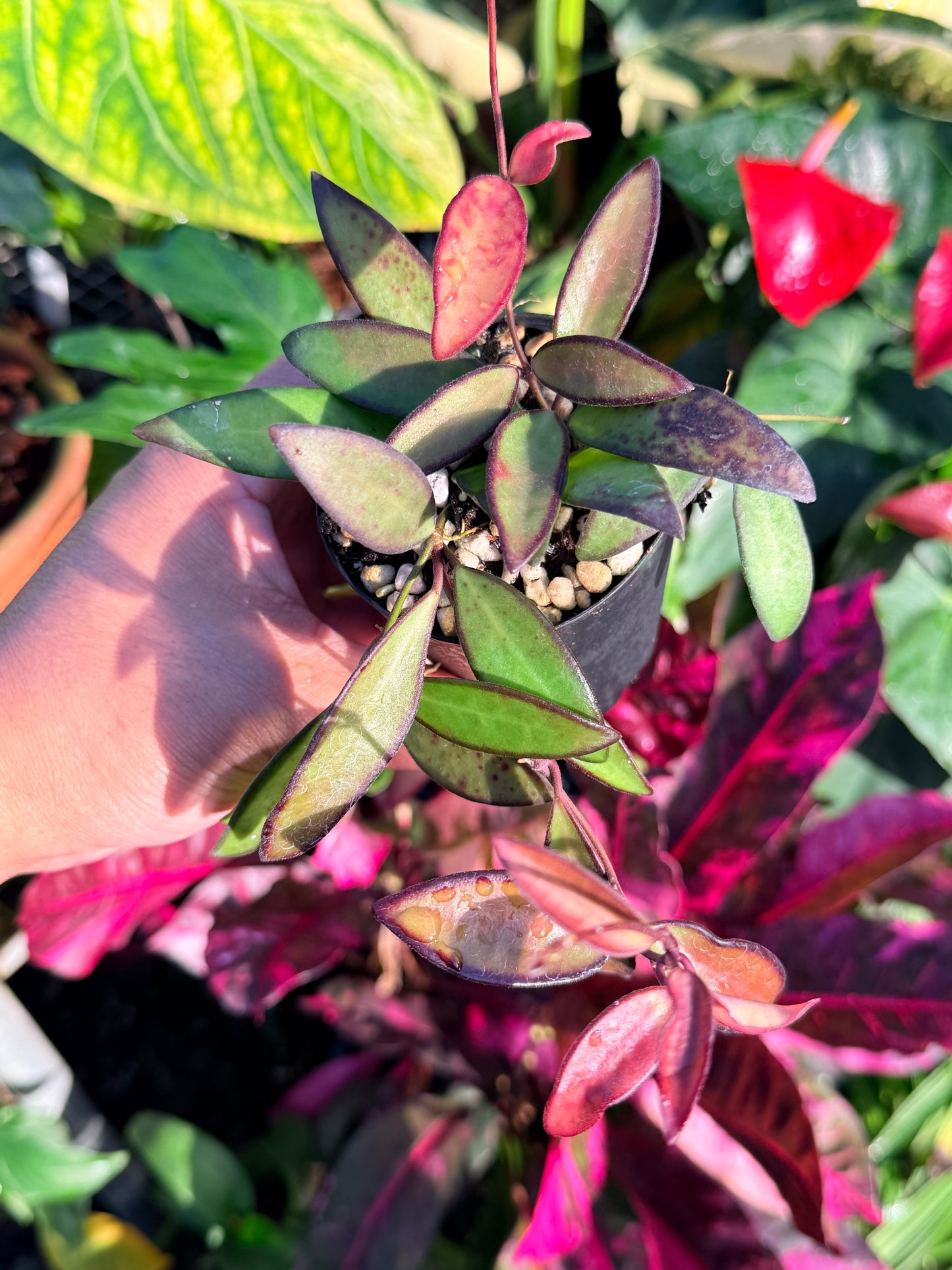 Hoya 'Rosita' N48