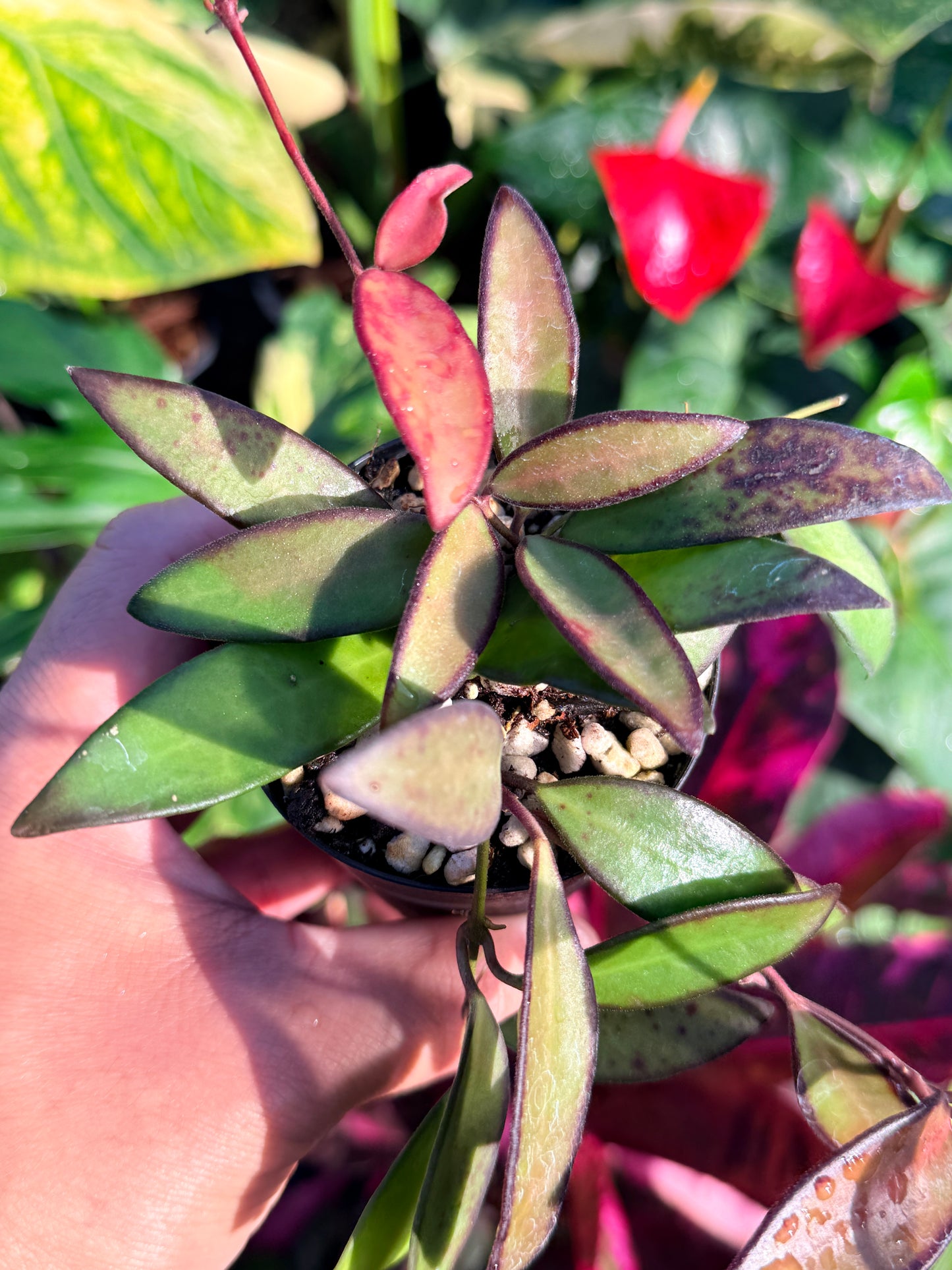 Hoya 'Rosita' N48
