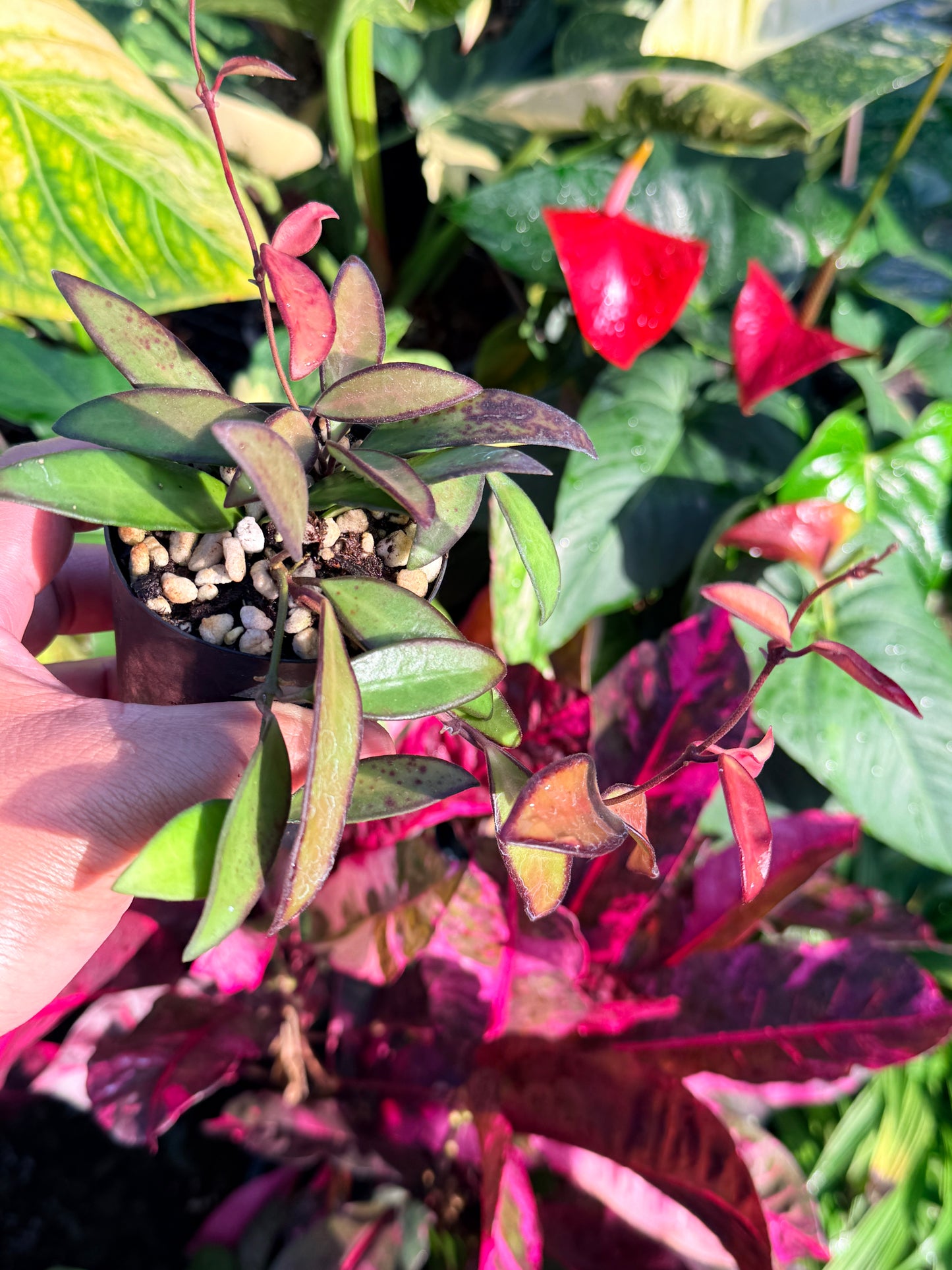 Hoya 'Rosita' N48