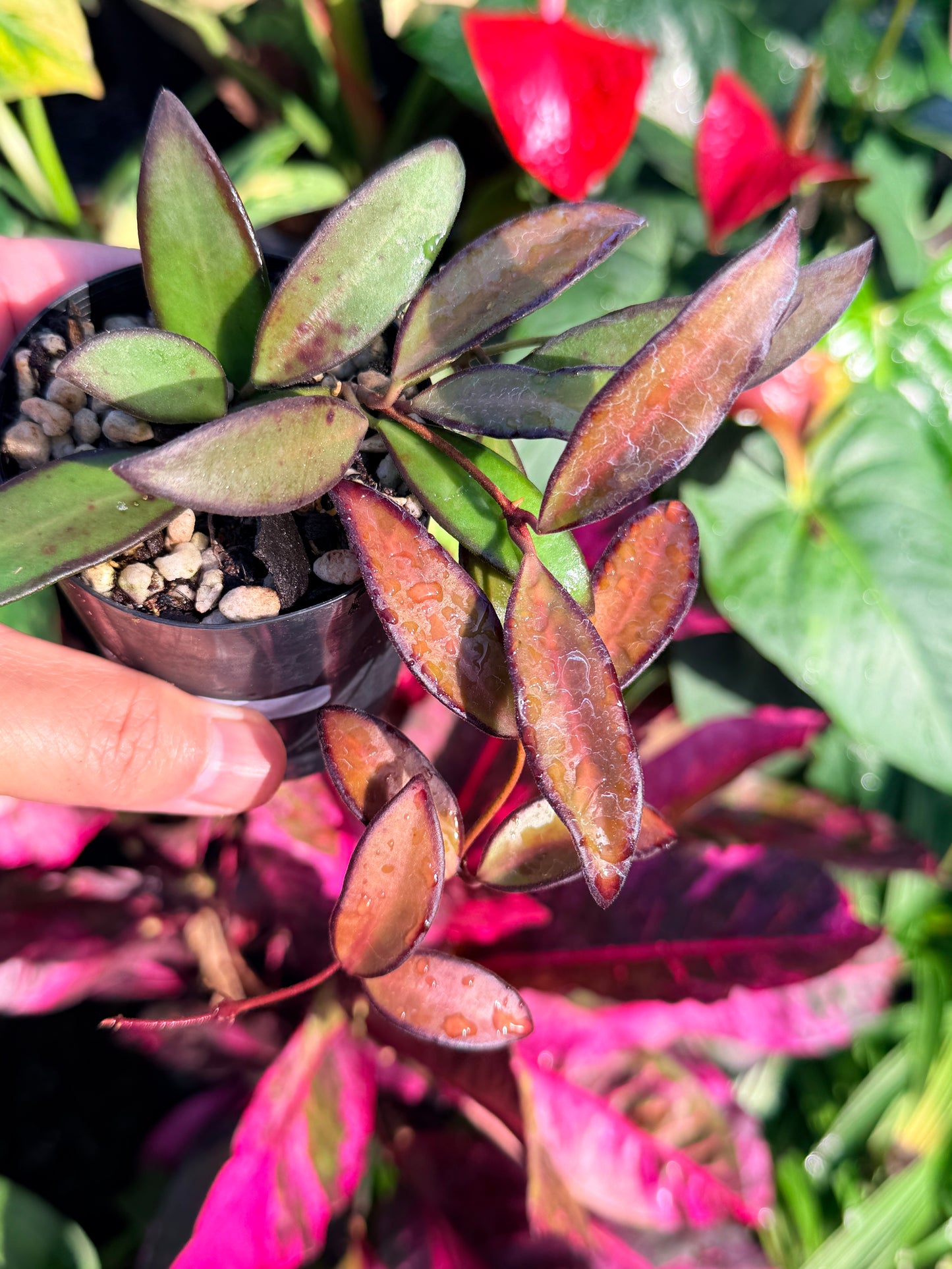 Hoya 'Rosita' N47