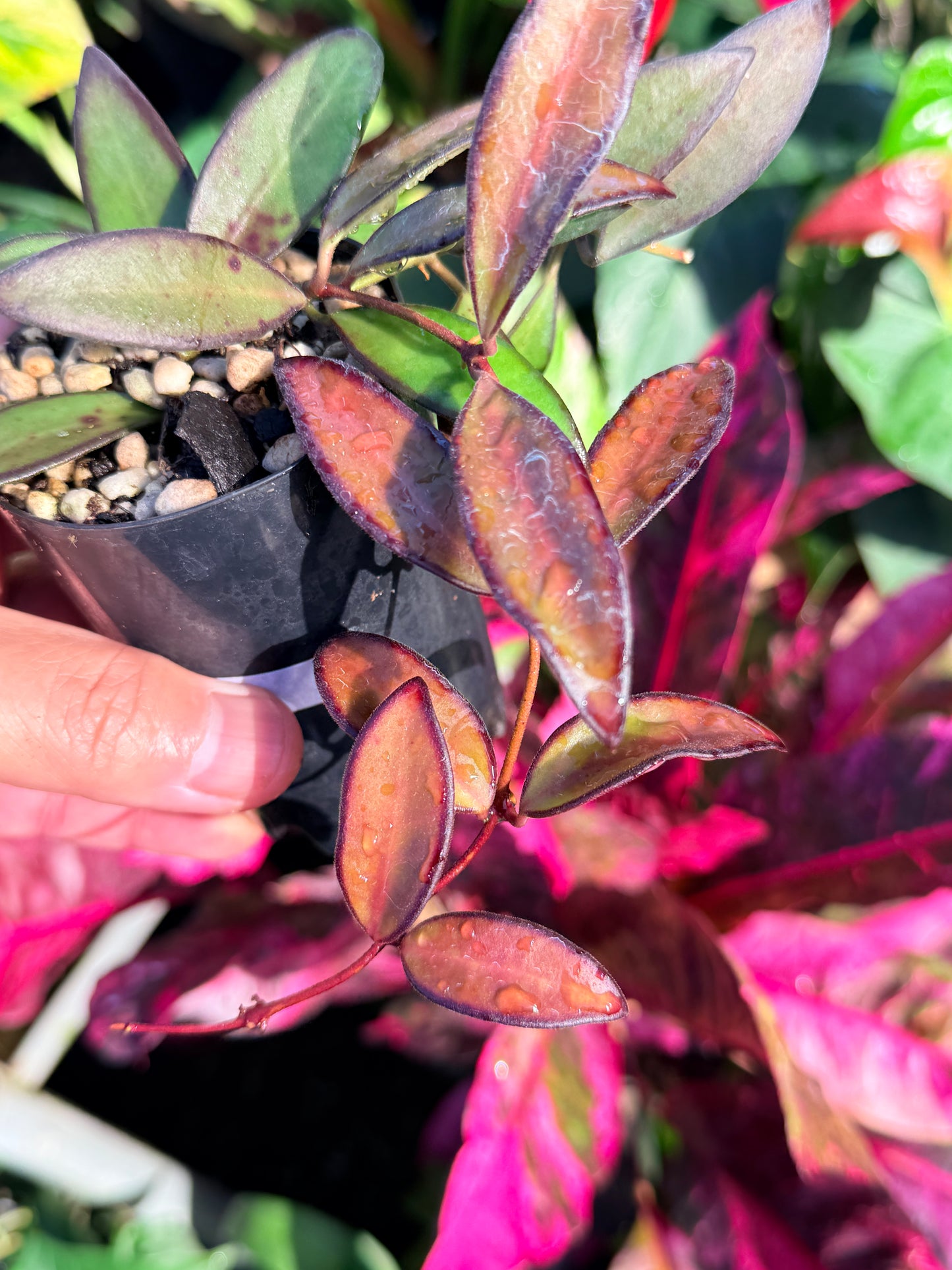 Hoya 'Rosita' N47