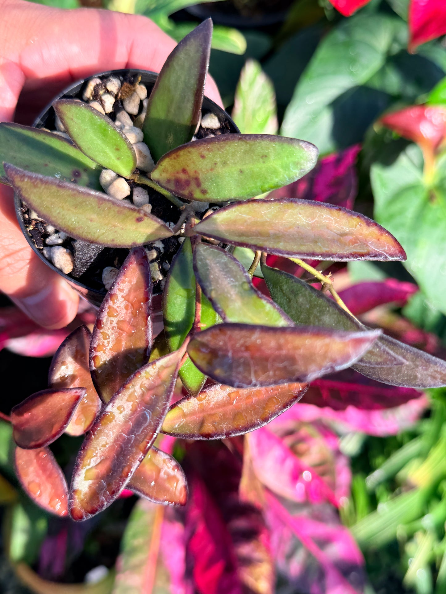 Hoya 'Rosita' N47