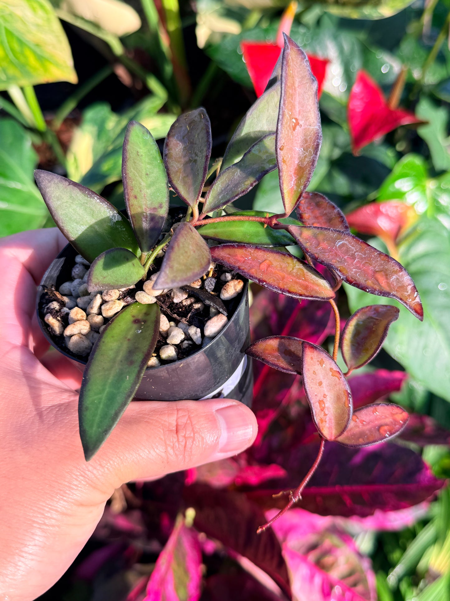 Hoya 'Rosita' N47
