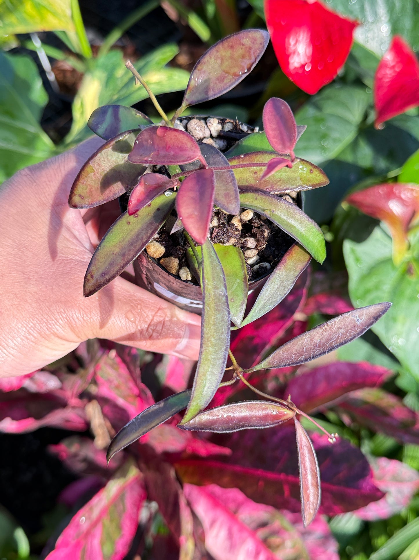 Hoya 'Rosita' N46