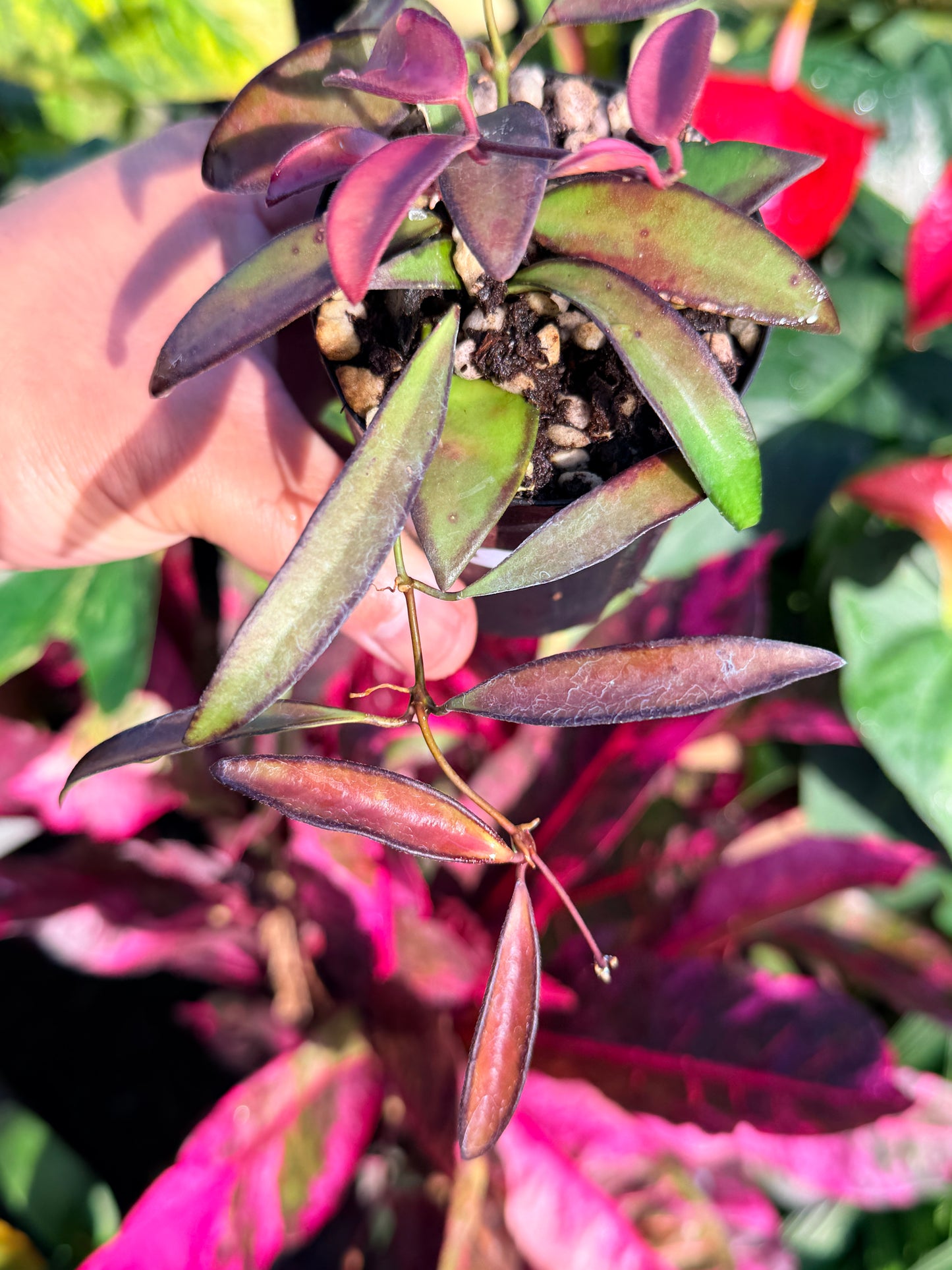 Hoya 'Rosita' N46