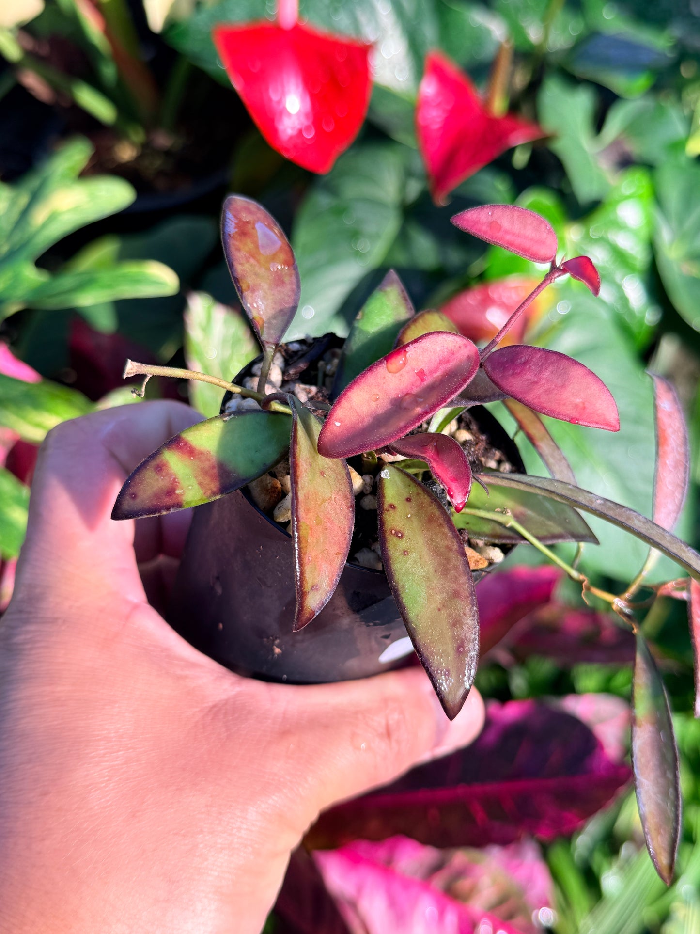 Hoya 'Rosita' N46