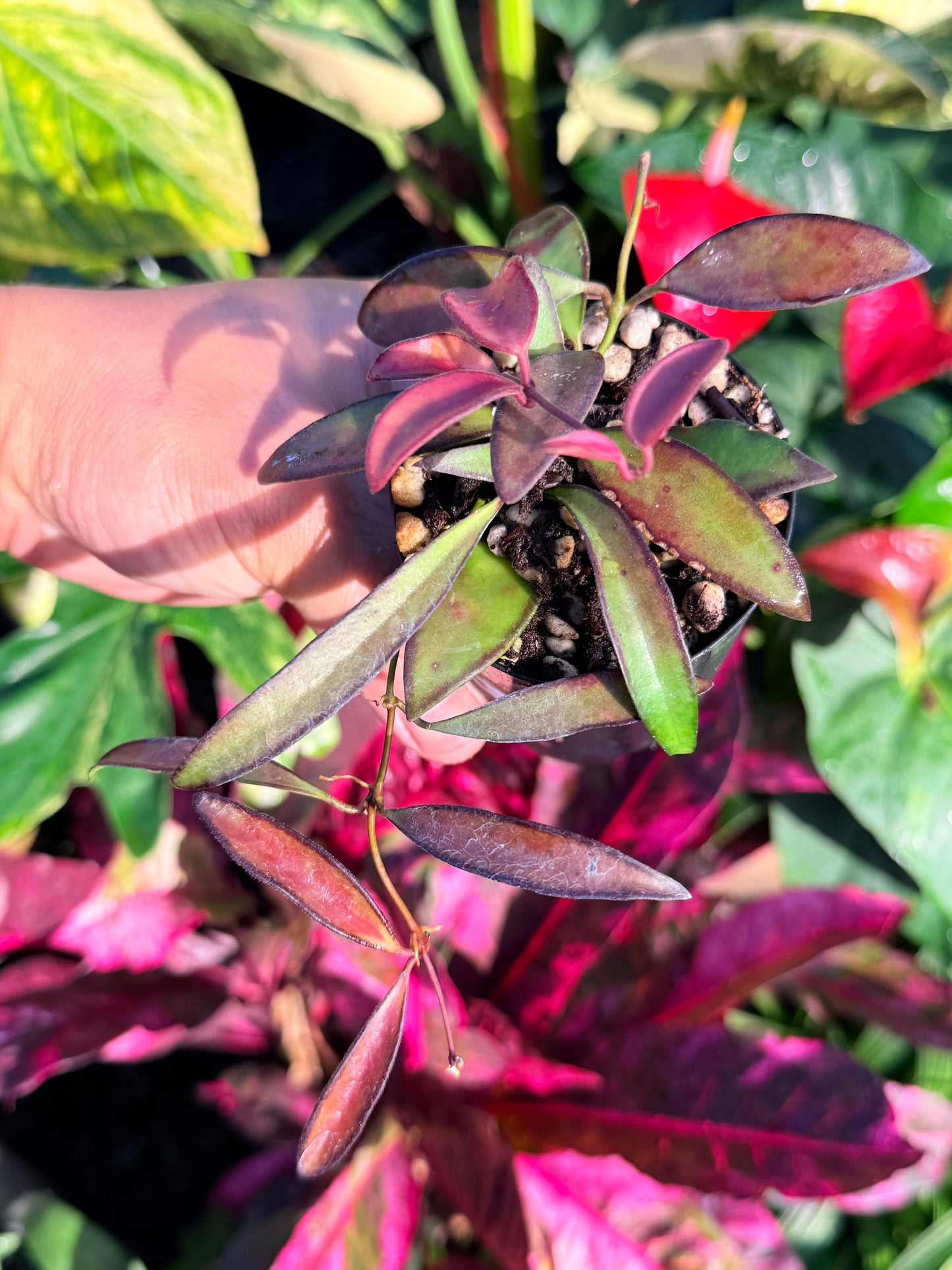 Hoya 'Rosita' N46
