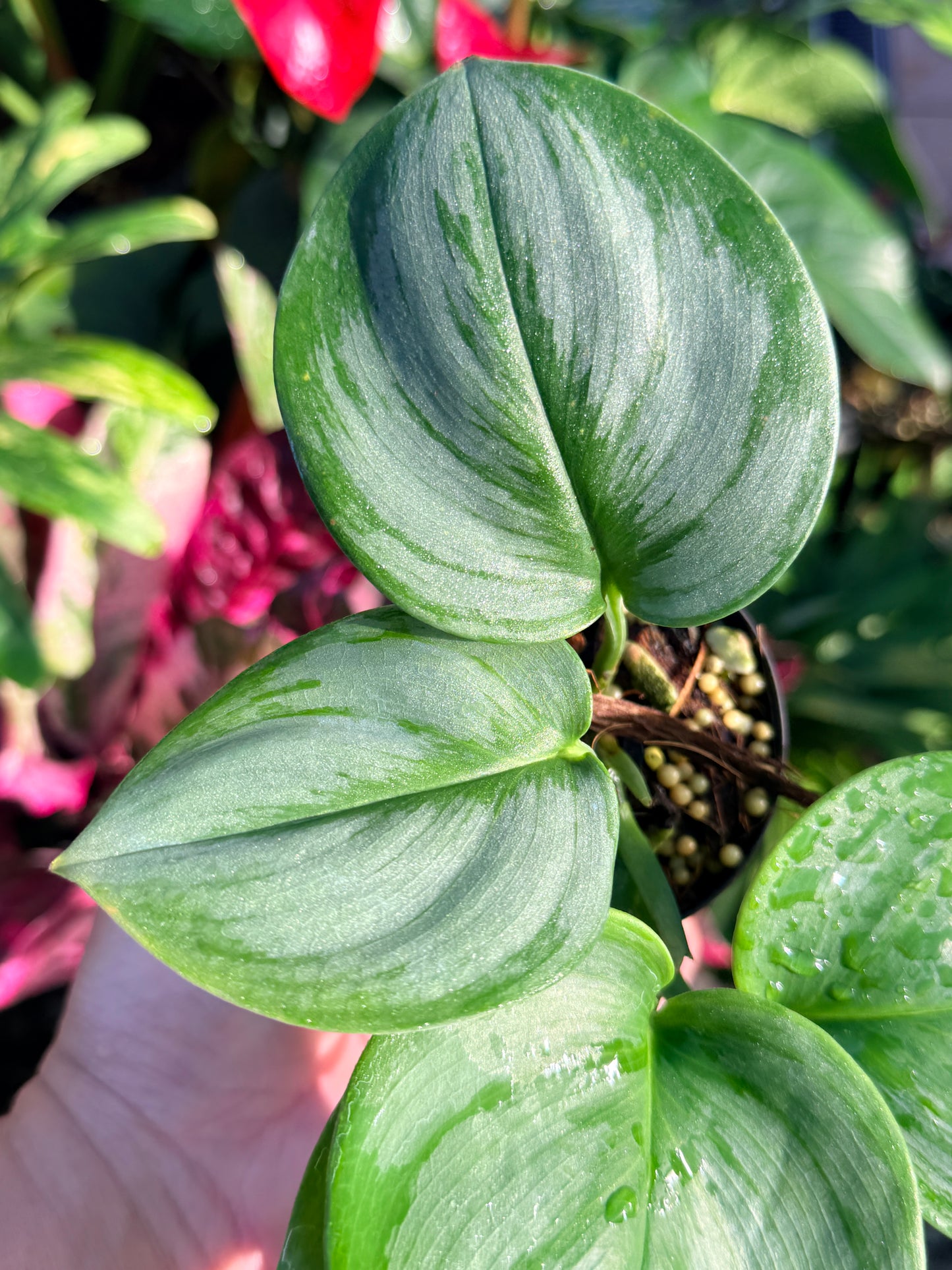 Scindapsus treubii 'Moonlight Marble' N55