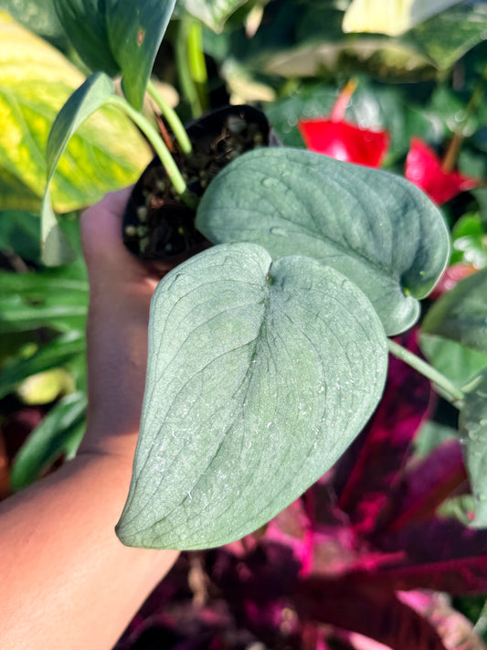 Scindapsus 'Platinum' N56