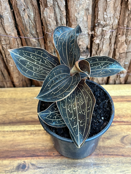 Anoectochilus Marbled Jewel Orchid B205