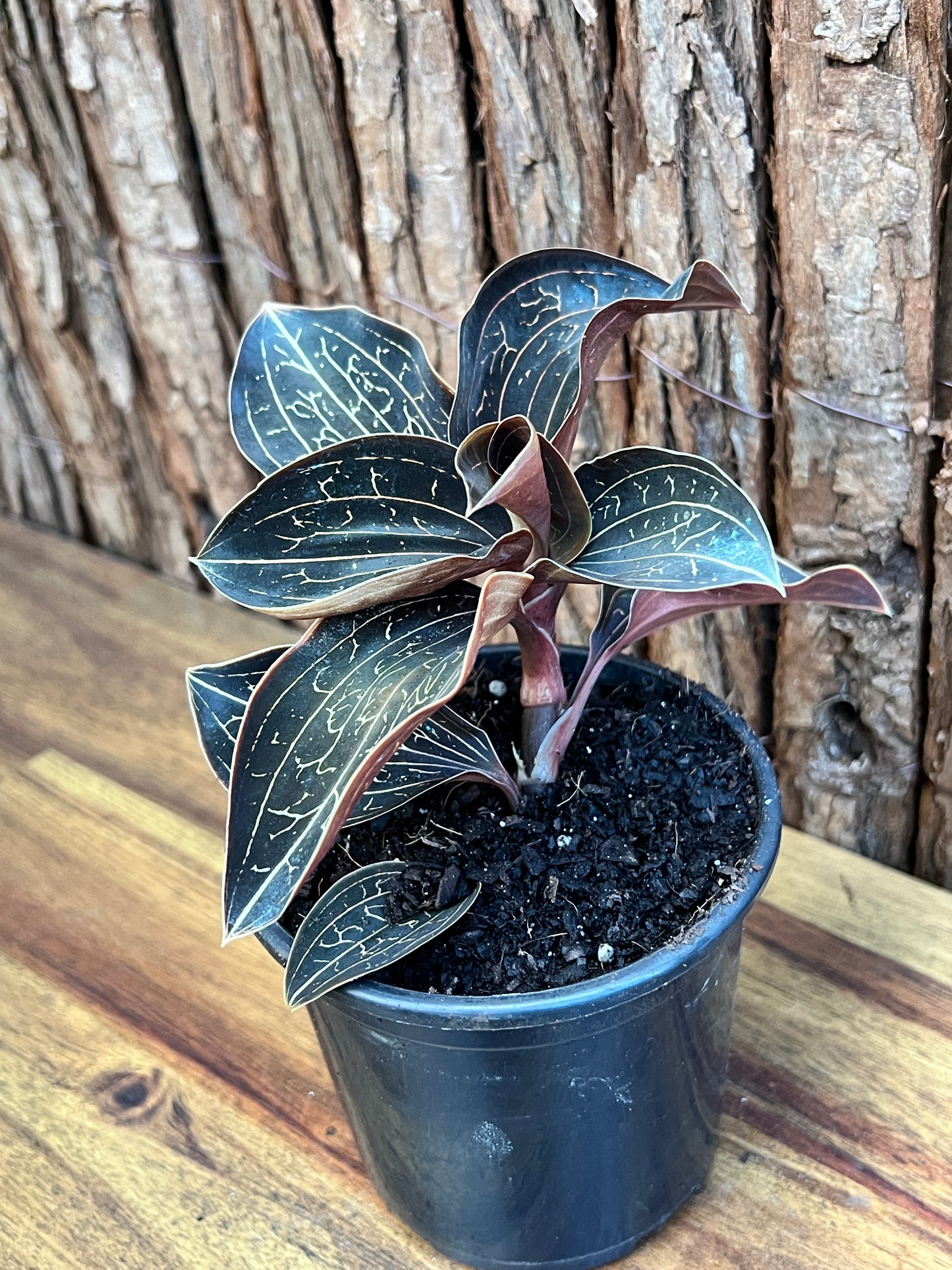 Anoectochilus Marbled Jewel Orchid B205