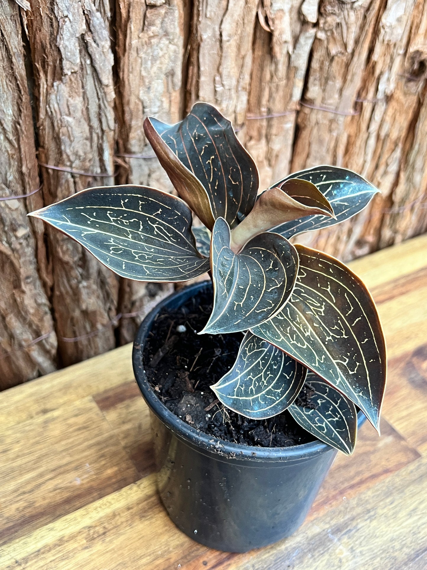 Anoectochilus Marbled Jewel Orchid B205