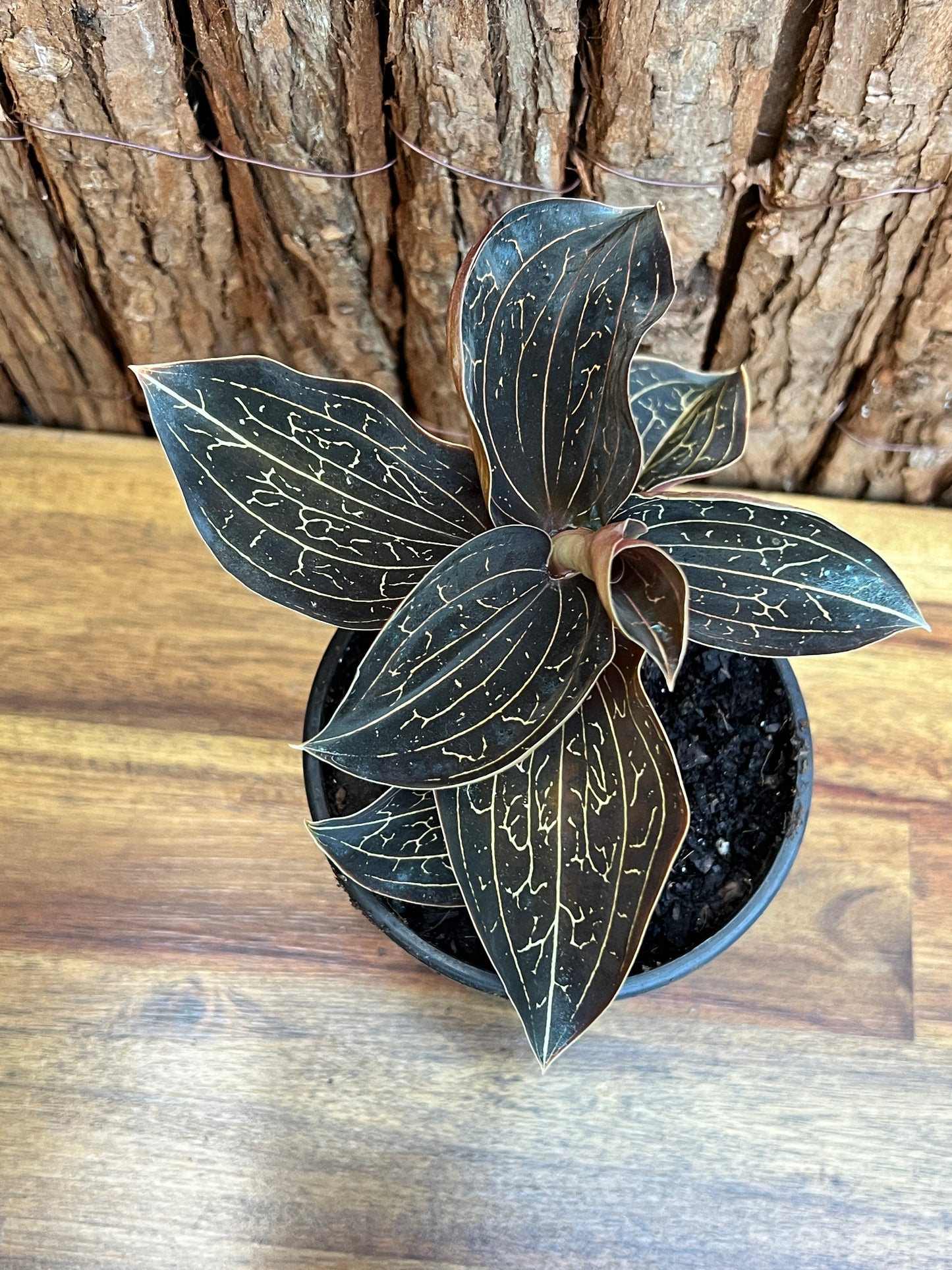 Anoectochilus Marbled Jewel Orchid B205