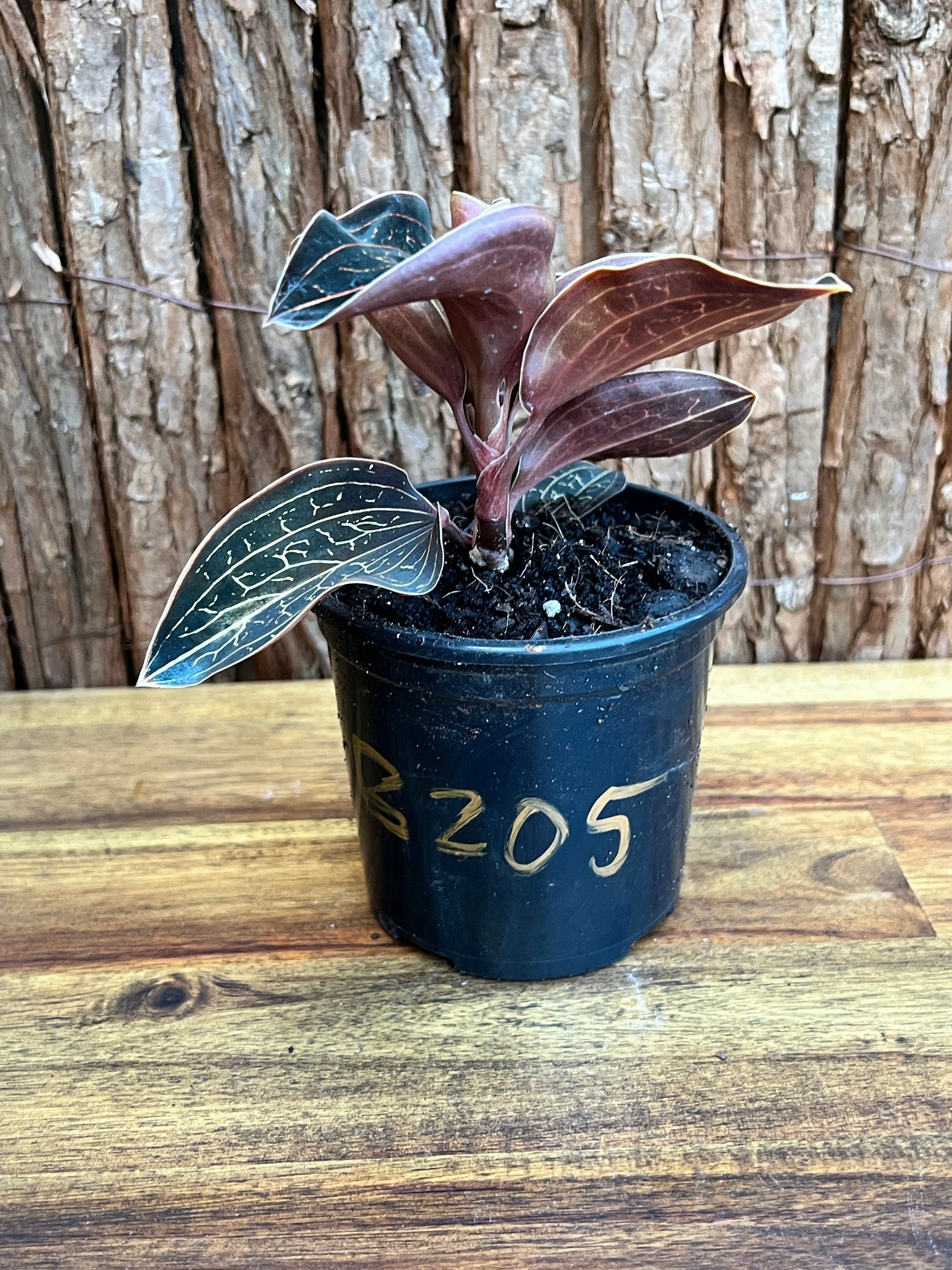 Anoectochilus Marbled Jewel Orchid B205