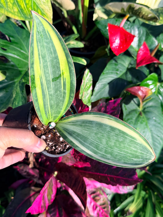 Sansevieria 'Whale Fin Variegata' B31
