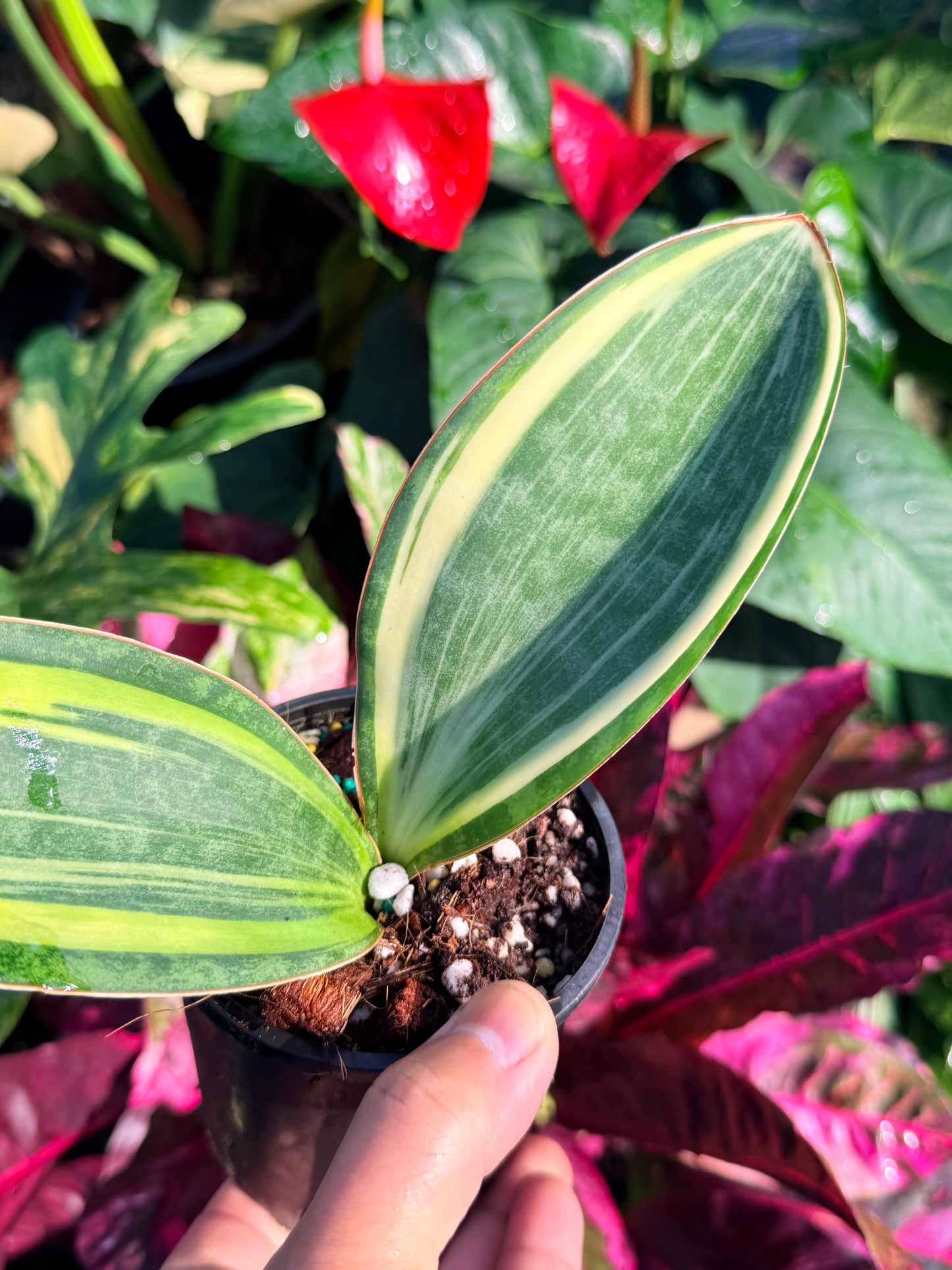 Sansevieria 'Whale Fin Variegata' B31