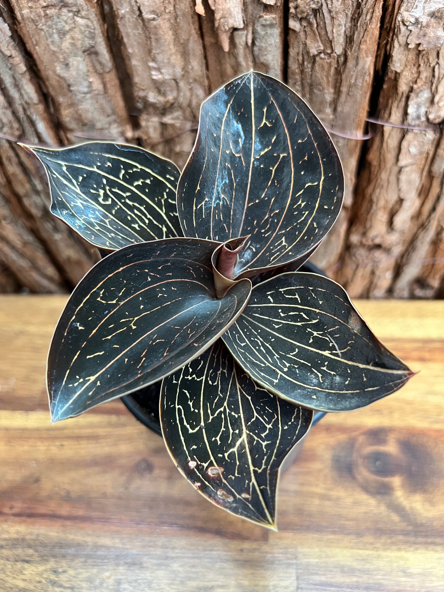 Anoectochilus Marbled Jewel Orchid B206